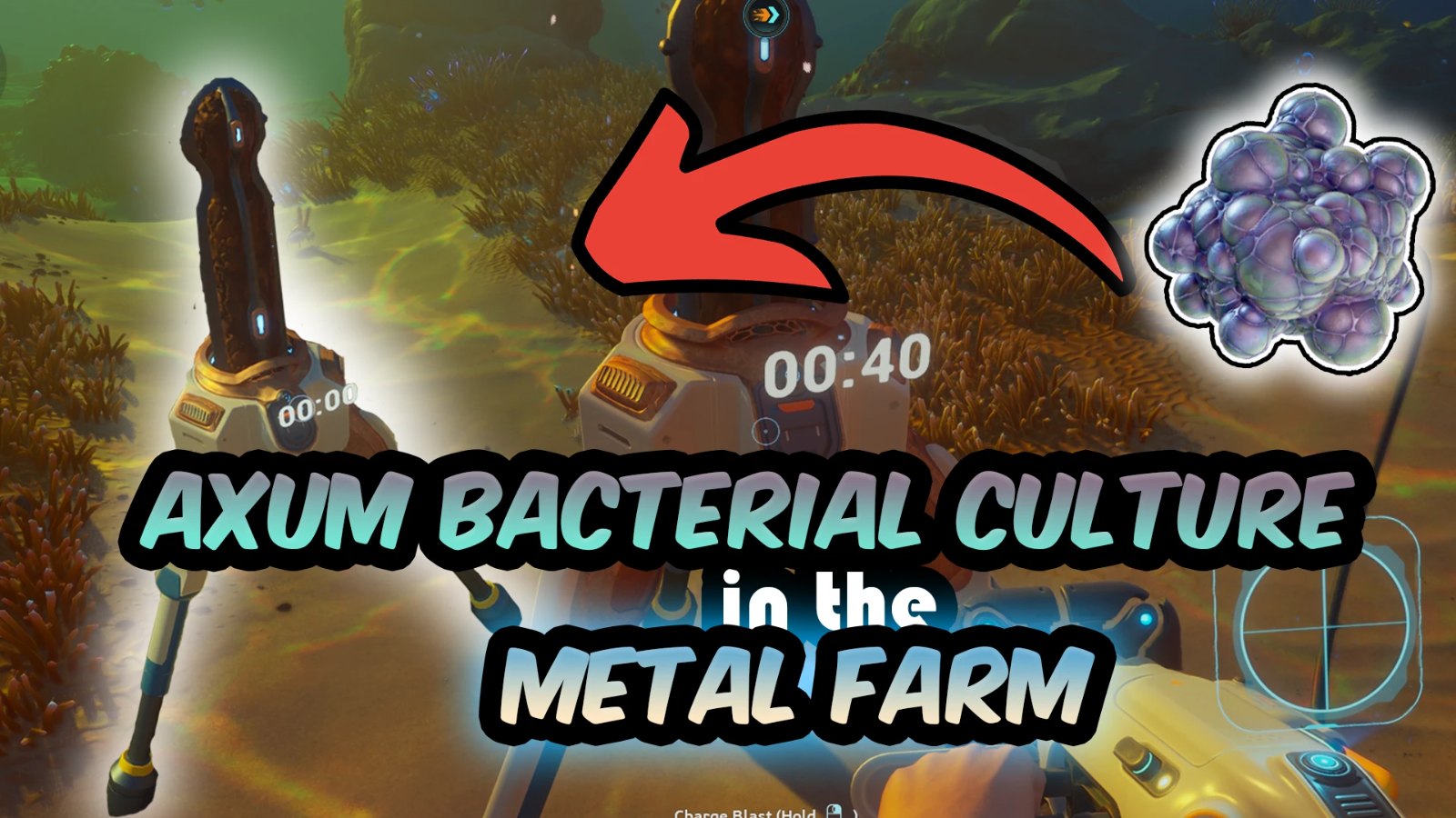 Axum Bacterial Culture in Metal Farm