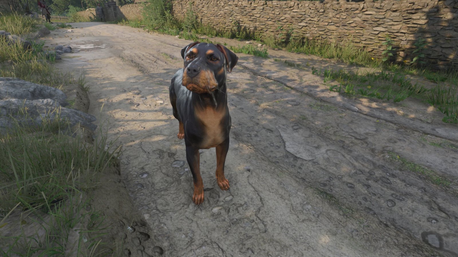 Rottweiler Mutt - Black and Tan Mutt